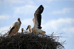 Weißstorch -Training  -2-