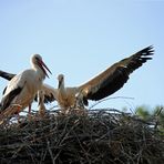 Weißstorch -Training -4-