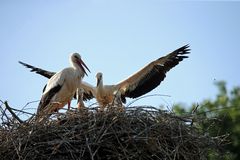 Weißstorch -Training -4-