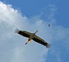 Weißstorch trifft Schwalbe