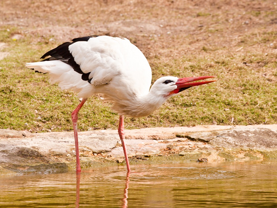 Weißstorch trinkt aus dem Teich