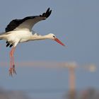 Weißstorch: Überall wird gebaut