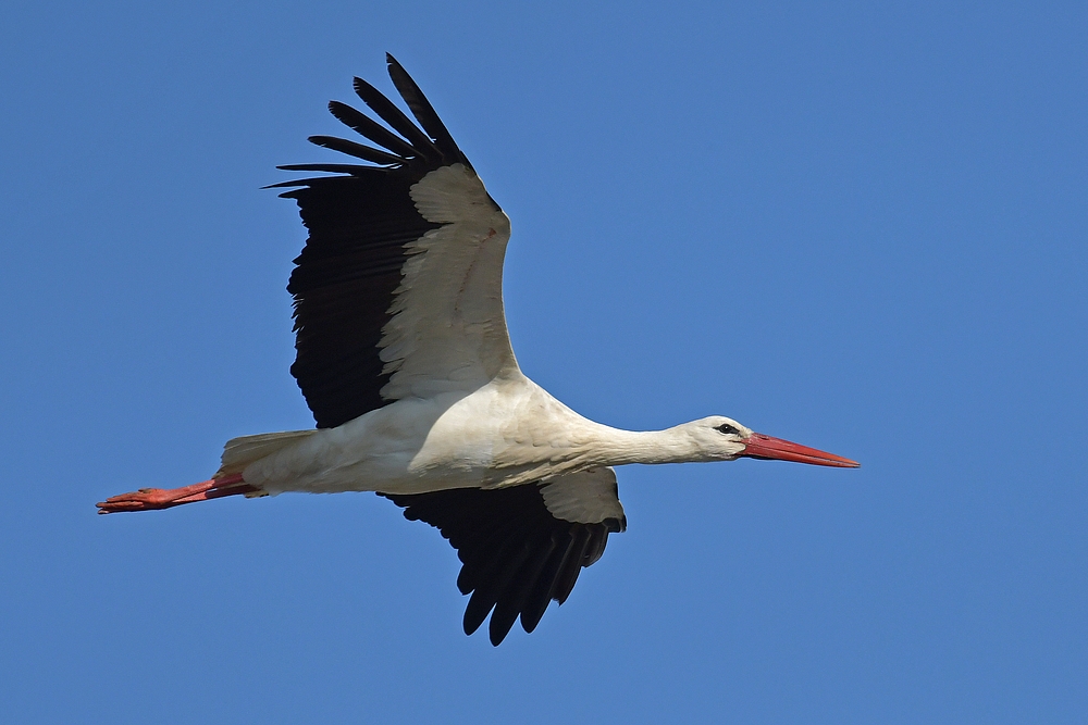 Weißstorch – Überflug