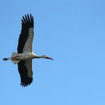 Weißstorch -Überflug-