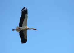 Weißstorch -Überflug-