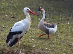 Weißstorch und Höckergans (Zoo Neuwied)