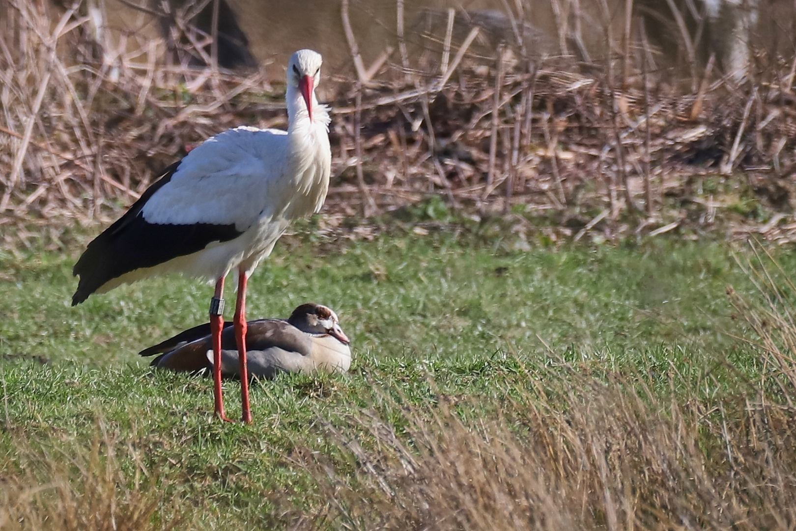 Weißstorch und Nilgans (2021_03_29_4273_ji)