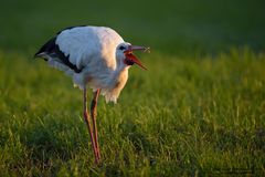 Weißstorch und Regenwurm