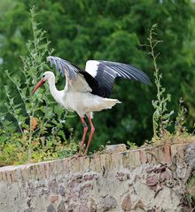 Weißstorch vor dem Ablug