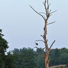 Weißstorch vor Vollmond