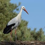 Weißstorch: Wer läuft da unter meinem Nest rum?