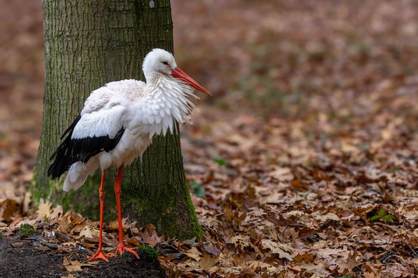 Weißstorch / White stork (4118)