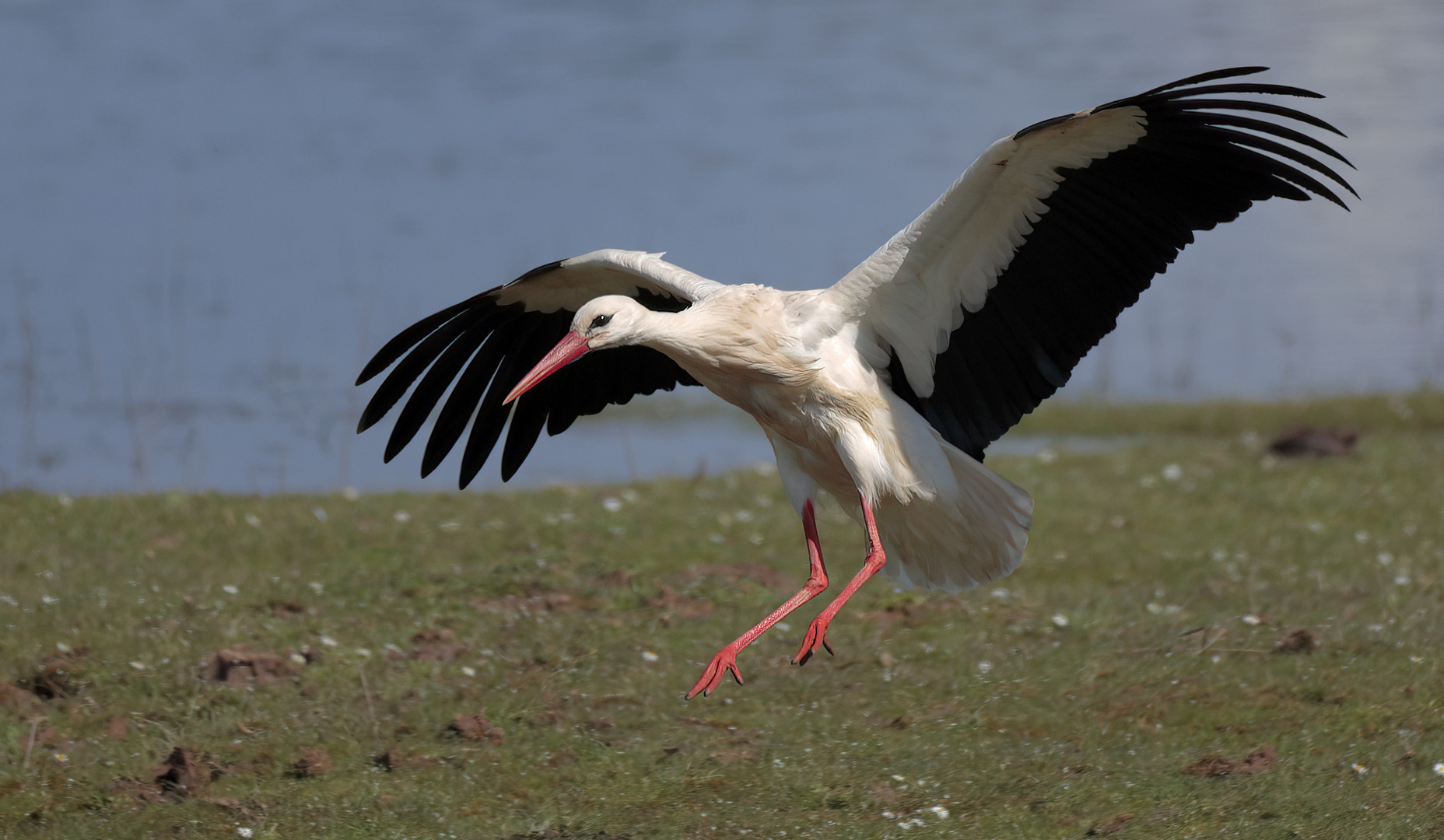 Weißstorch - White Stork - Ciconia ciconia