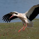 Weißstorch - White Stork - Ciconia ciconia