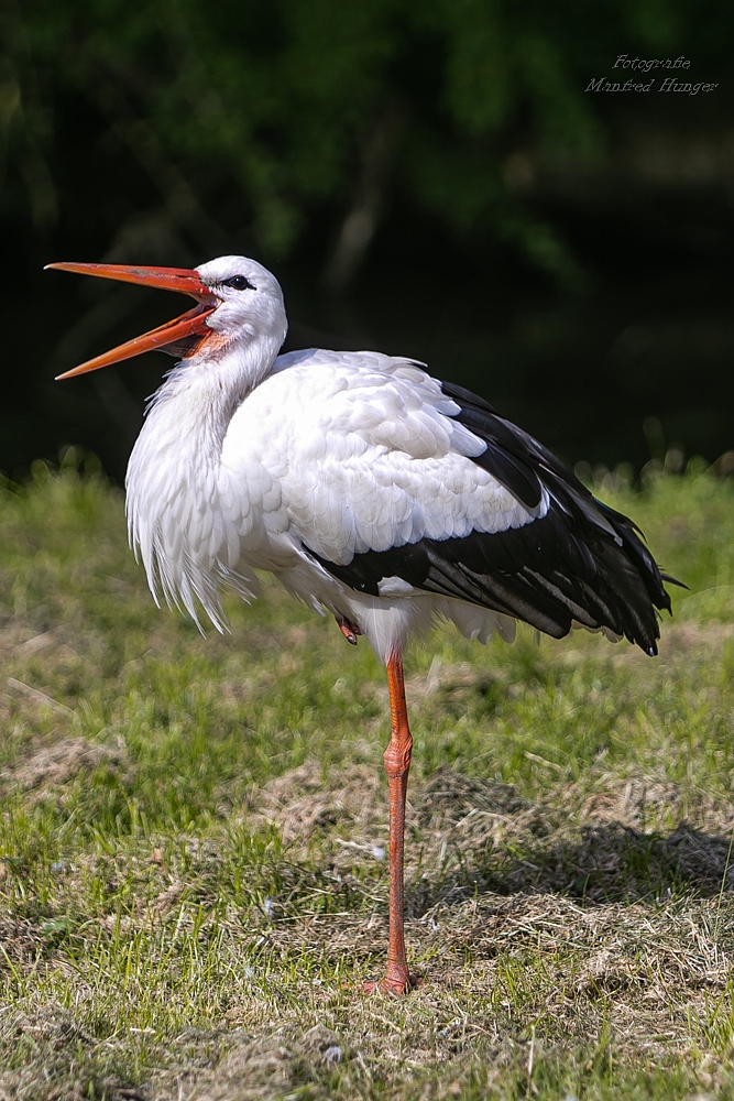 Weißstorch / Zoo Archte Noah / 13.07.20