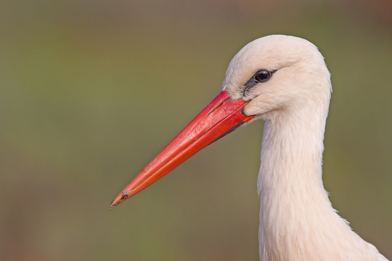 Weissstorch1