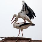 Weißstorchen-Paar bei ihrem Liebesspiel.