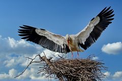 Weißstorchennest am Monrepos-See