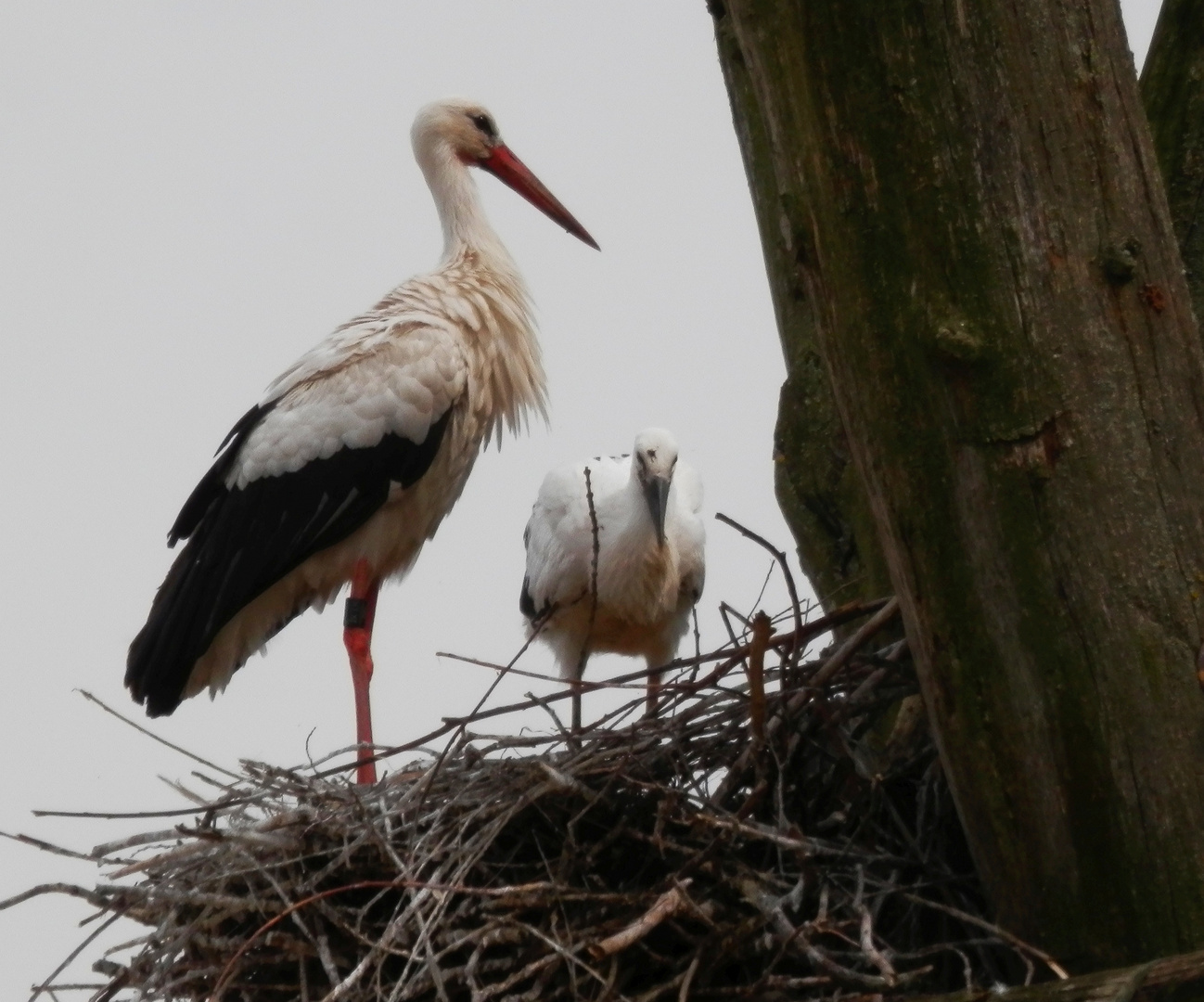 Weißstorchennest mit Jungvogel