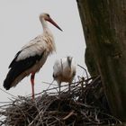 Weißstorchennest mit Jungvogel