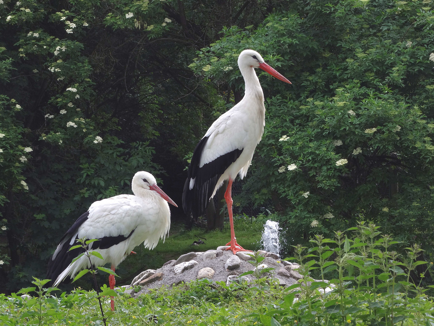 Weißstorchenpaar (ZOO NEUWIED)