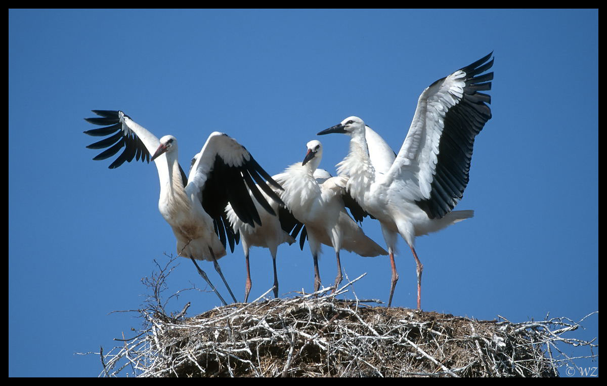 - Weißstorchfamilie - ( Ciconia ciconia )