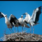 - Weißstorchfamilie - ( Ciconia ciconia )