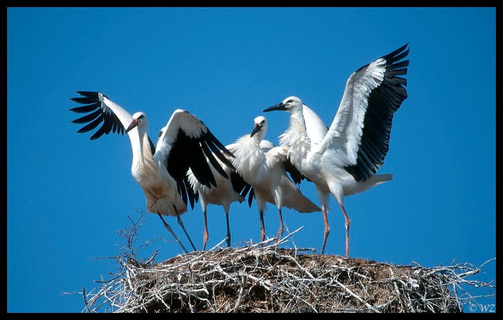 - Weißstorchfamilie - ( Ciconia ciconia )