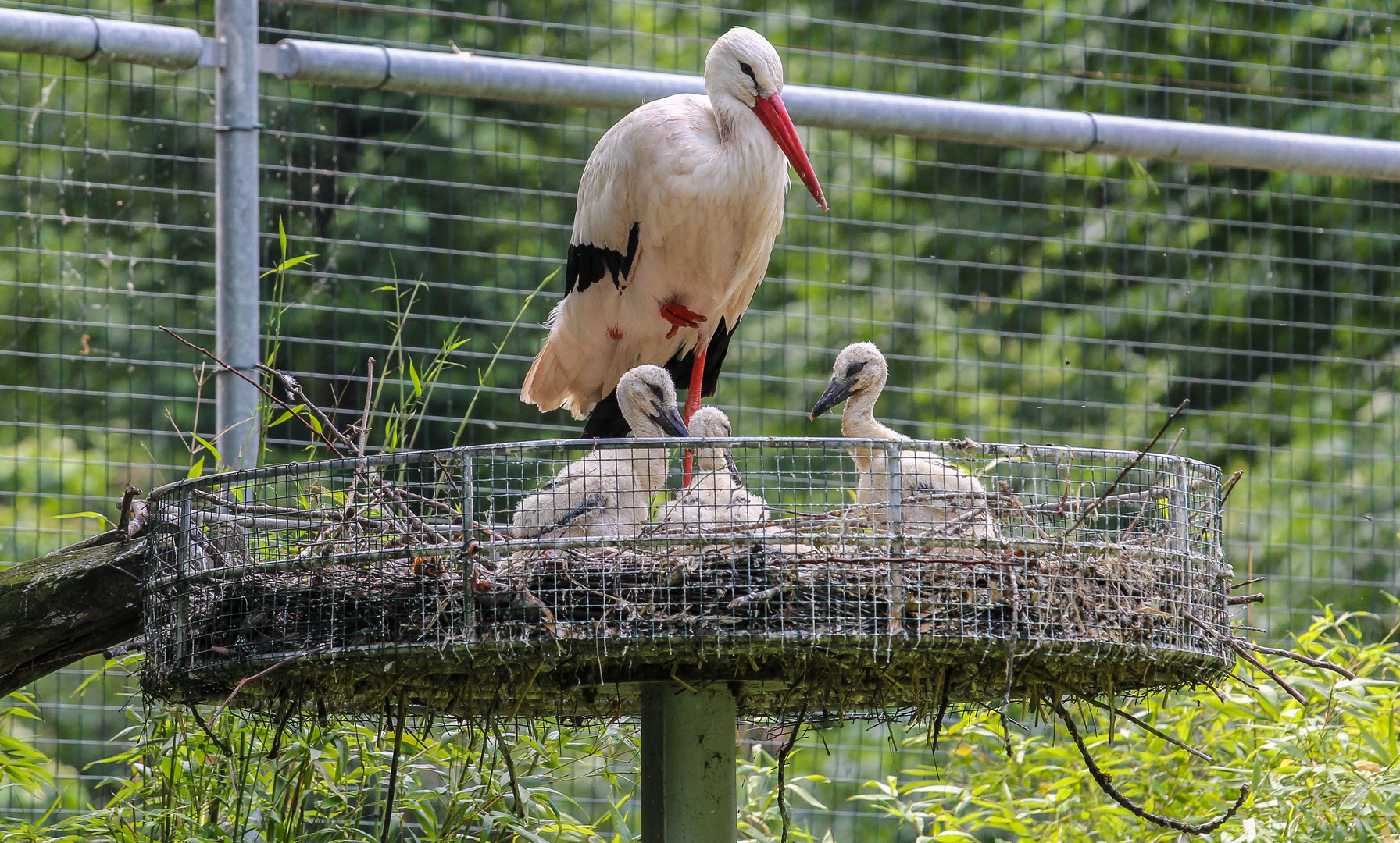 Weißstorch/Fotografiert im Aachener Tierpark.