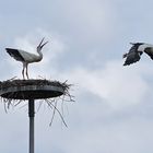 Weißstorchkampf: Der ist erst einmal vertrieben ….