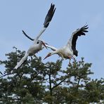 Weißstorchkampf: Na warte!