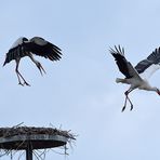 Weißstorchkampf: Sicher ist sicher