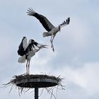 Weißstorchkampf: Verschwinde!