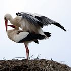 Weißstorch_Nest -1-