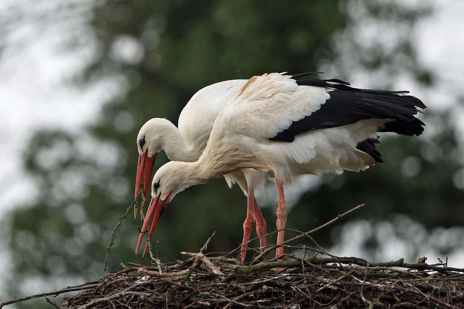 Weißstorchpaar beim Nestbau