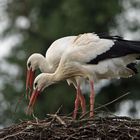 Weißstorchpaar beim Nestbau
