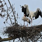 Weißstorchpaar: Der Absprung