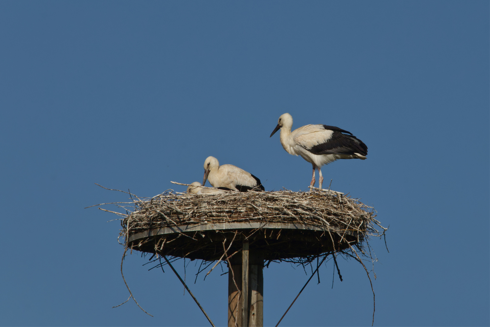 Weißstorchpaar mit Jungvogel im Nest