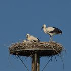 Weißstorchpaar mit Jungvogel im Nest