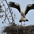 Weißstorchpaar: Sichere Befestigung