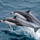 Weißstreifen Delfine vor Japan