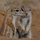 Weißt Du in der FC ist ein Hörnchen Wettbewerb