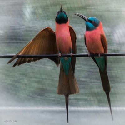 Erwin Franz Mueller - Fotos & Bilder - Fotograf aus Eupen, Belgien