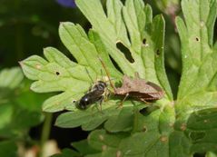 Weißt Du schon das Neuste - Insektentratsch auf dem Storchschnabel