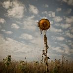 Weißt Du, wie der Sommer riecht?