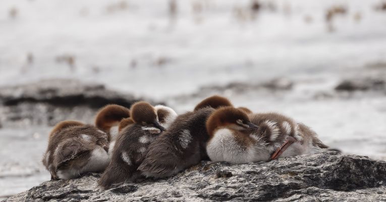 .*.*.* Weißt du wieviel Sternlein stehn ....*.*.*.*