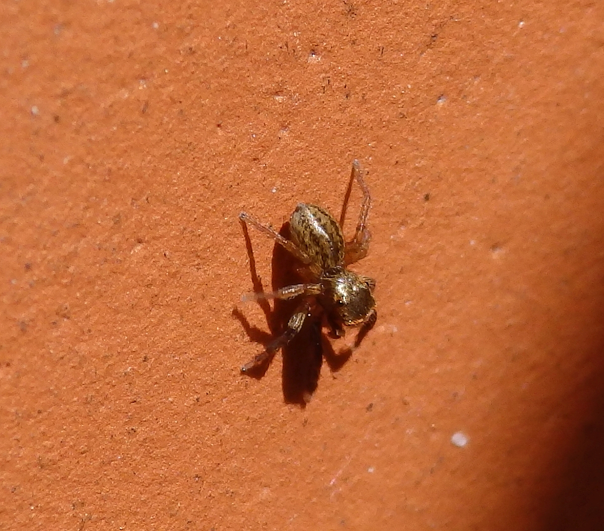 Weißtatzen-Springspinne (Euophris frontalis)