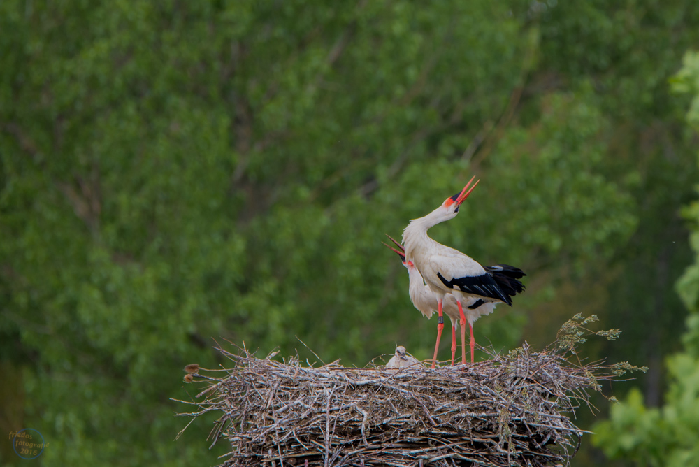 Weisströrche Nest mit Jungen