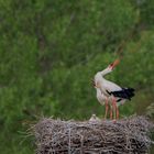 Weisströrche Nest mit Jungen