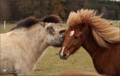 Weissu, isch liebe disch ...